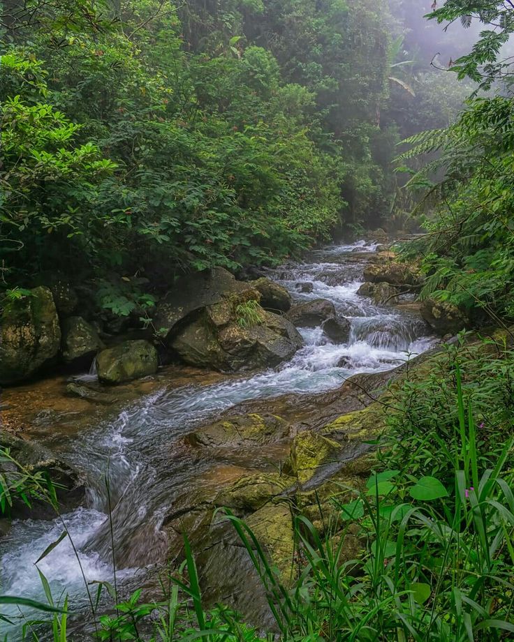 O Efeito Calmante dos Sons da Natureza: Por Que Eles Reduzem o Estresse